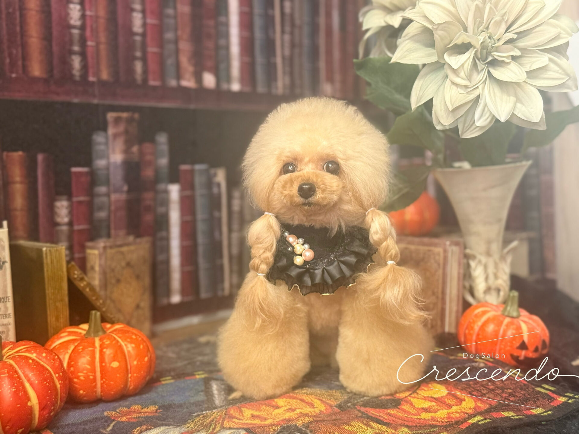 アフロングのプードルさん🐩✨️