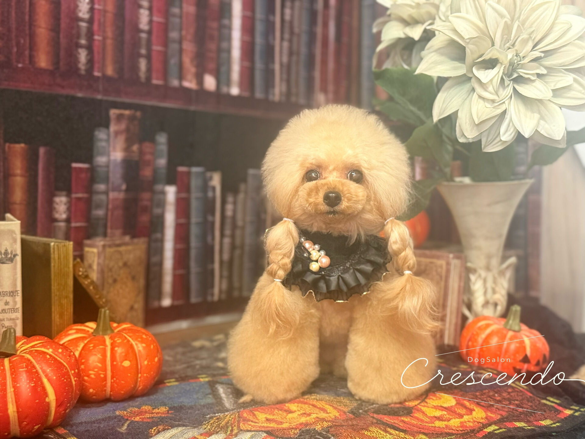 アフロングのプードルさん🐩✨️