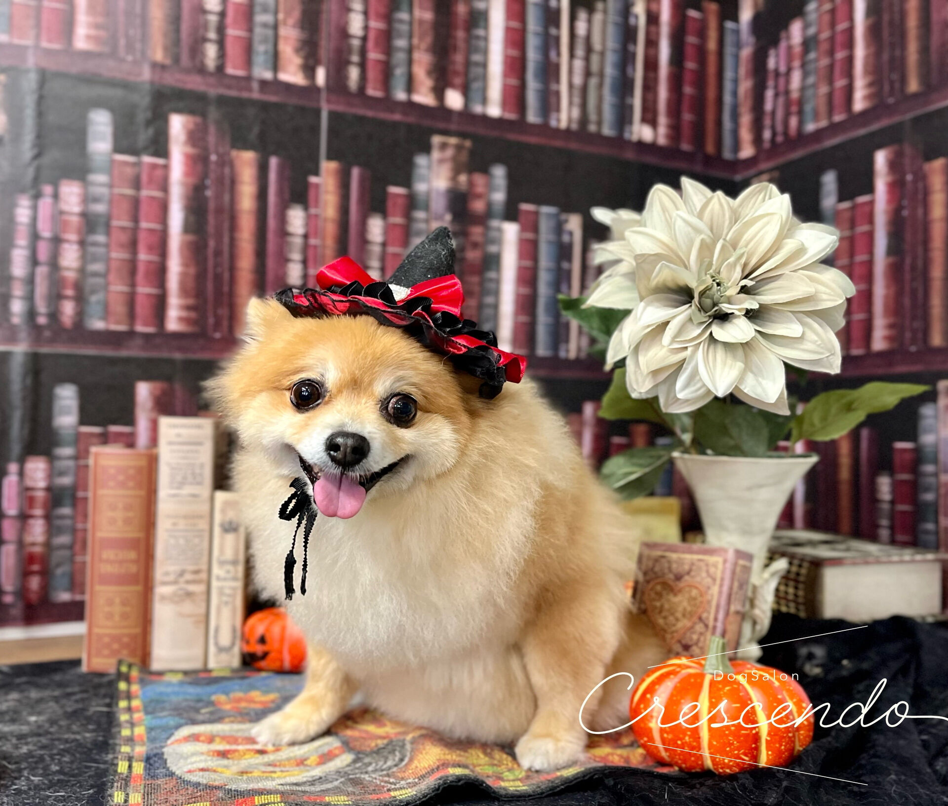 シャンプーコースでお越しのポメラニアンさん🐶🌼