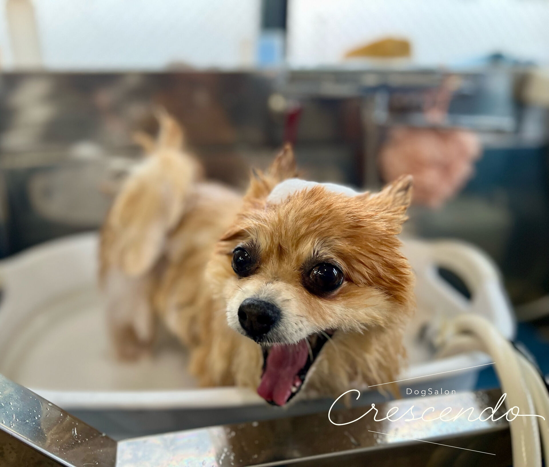 シャンプーコースでお越しのポメラニアンさん🐶🌼