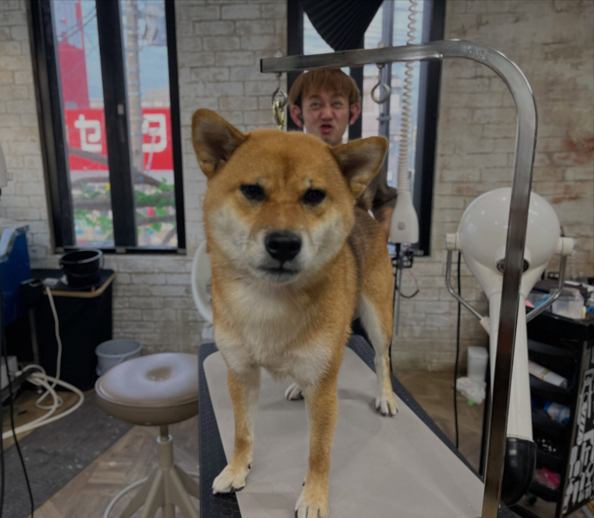 シャンプーコースでお越しの柴犬さん🐶⭐️